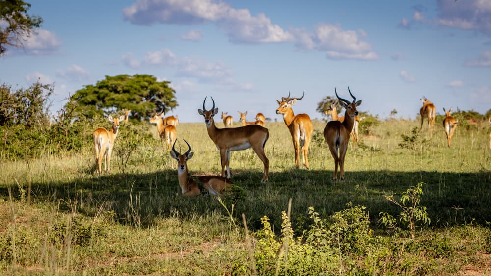 Bushman Safaris' Uganda Deluxe Safari — The Ultimate Adventure