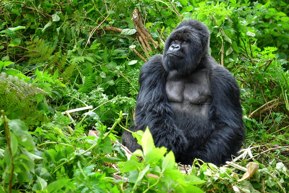 Your Ticket to the Empire of Apes in Uganda