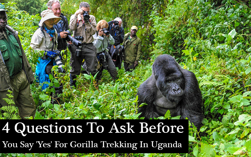 Gorilla-Trekking-In-Uganda