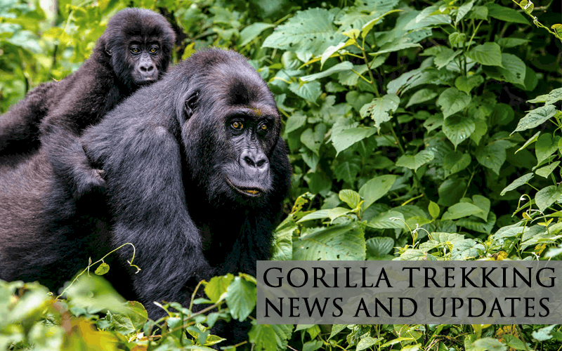 GORILLA TREKKING NEWS AND UPDATES