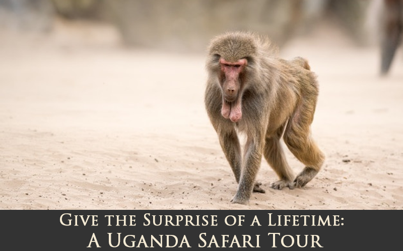 Uganda Safari tour