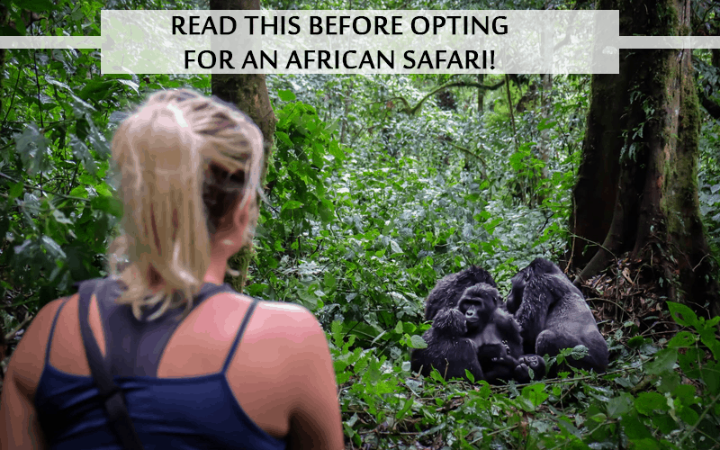 opting for an African Safari