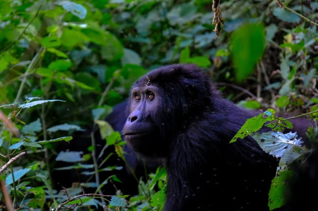 Bushman Gorilla Tour
