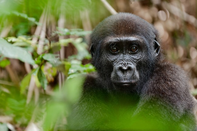 Gorilla Safari in Africa