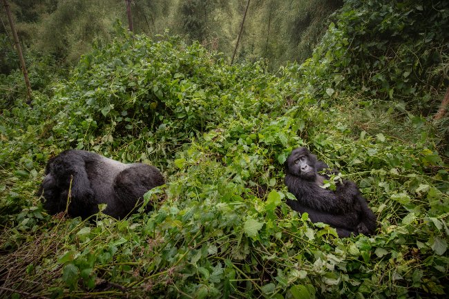 28-Top 3 Reasons to Go Trekking with Mountain Gorillas in Uganda