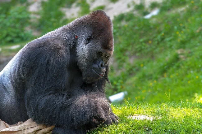 23-Your Guide to Fees and Permits for Gorilla Treks and Safaris