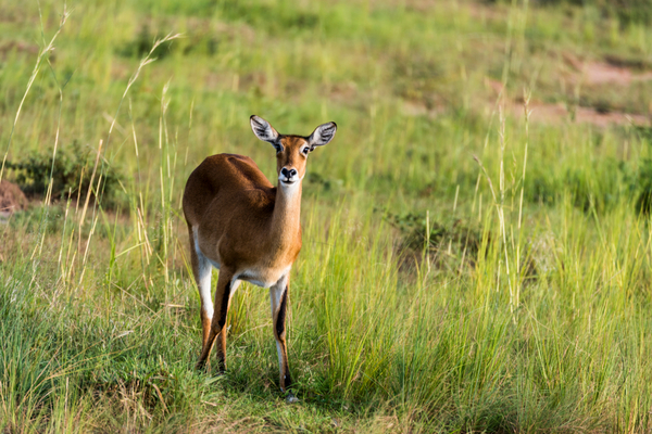 antelope-bushman