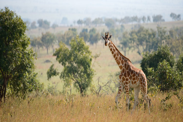 giraffe-uganda