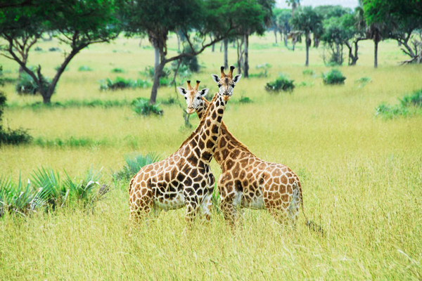 two-giraffe