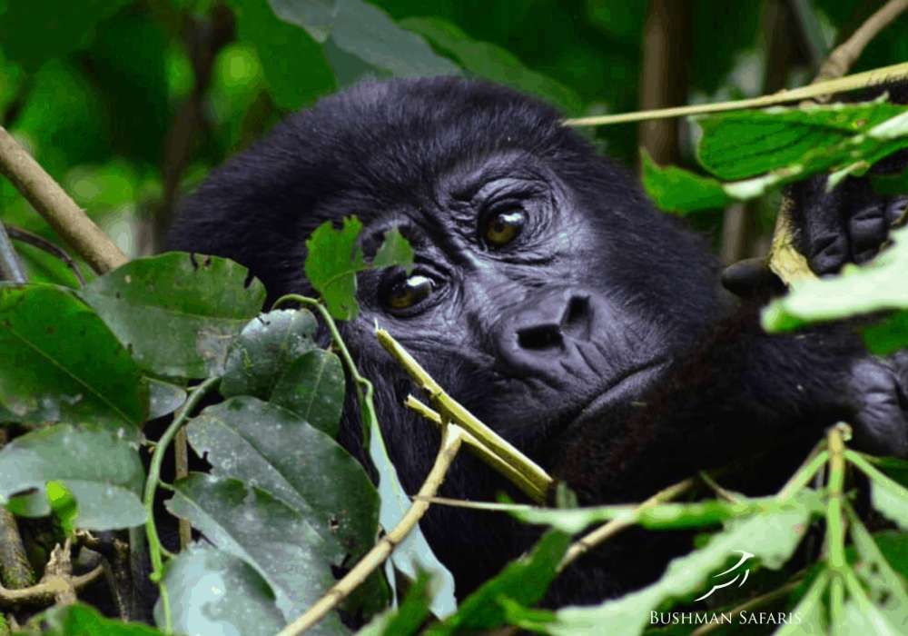 gorilla tours and travel
