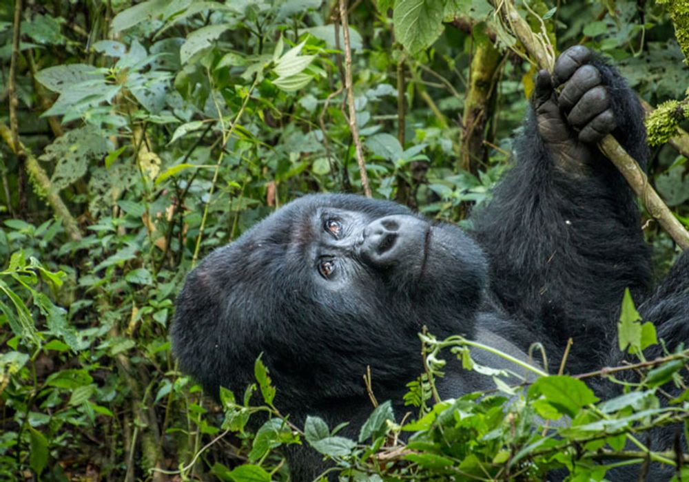 gorilla tours and travel