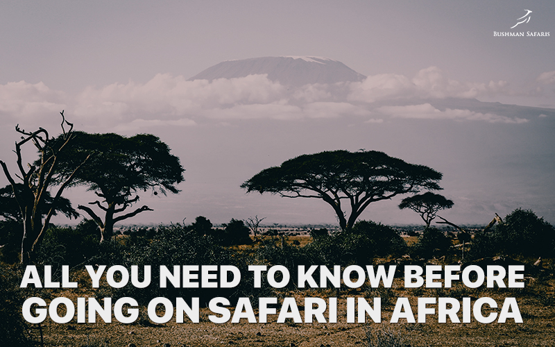 All you need African safaris