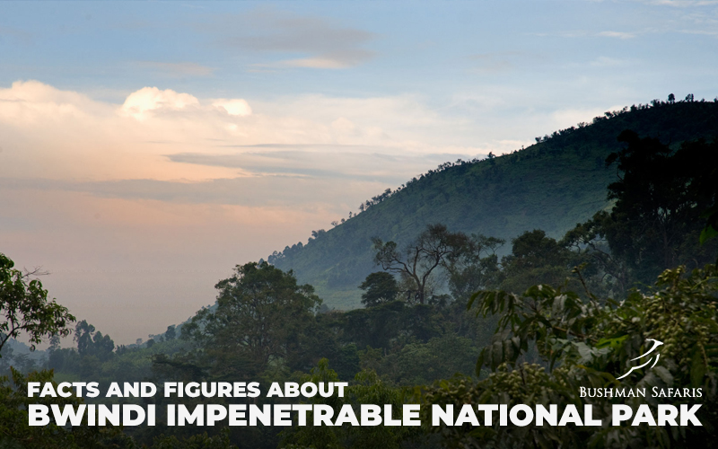 Facts And Figures about Bwindi Impenetrable National Park