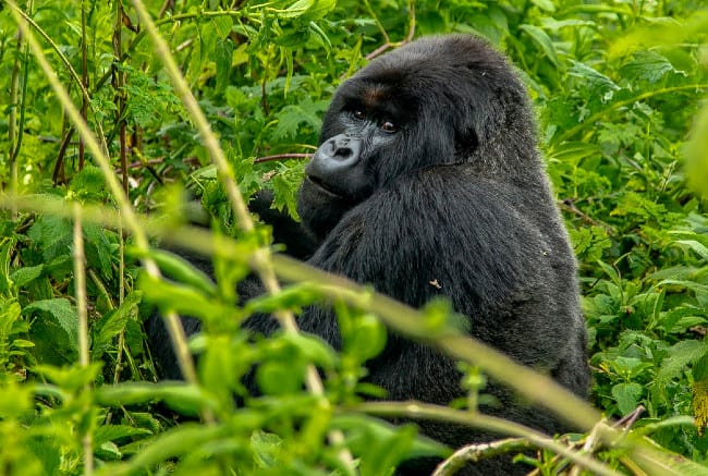 51-4 Facts You Didn’t Know About Mighty Gorillas