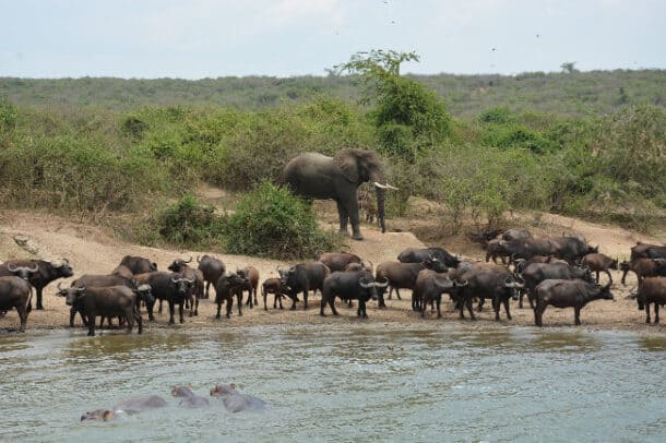 40-Why Must You NEVER Miss Out on Exploring Queen Elizabeth National Park