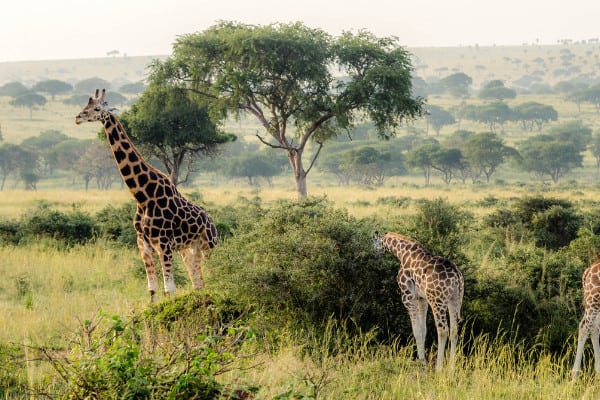 21-Reasons to Convince You to Join a Uganda Safari Tour One Day