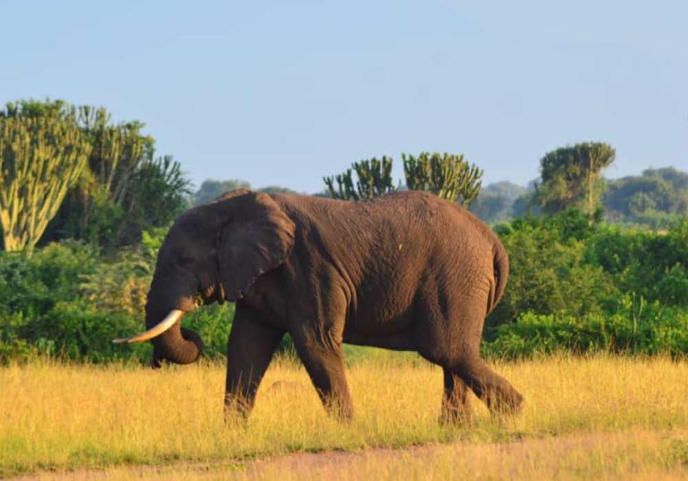 Bushman Safaris