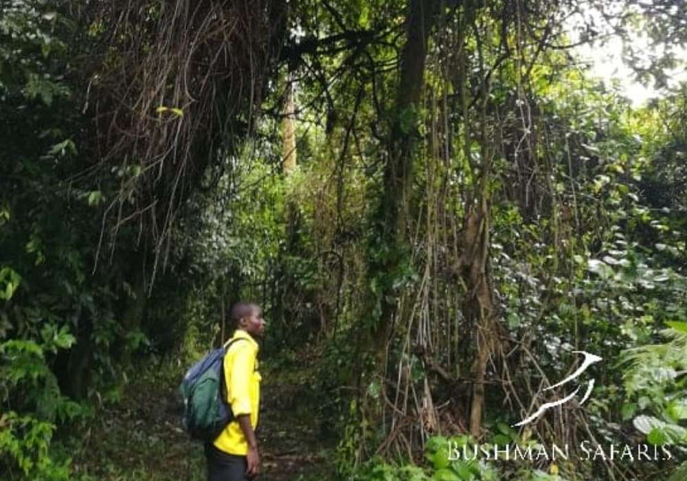 Gorrilla Trekking Uganda
