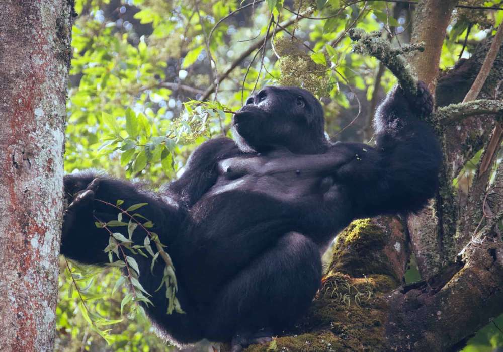 gorilla safaris uganda travel
