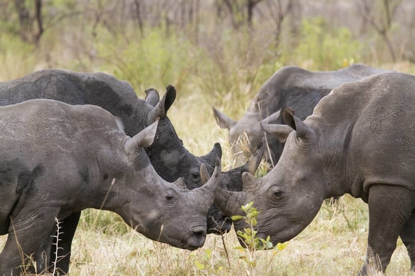 Rhinos-wild-game