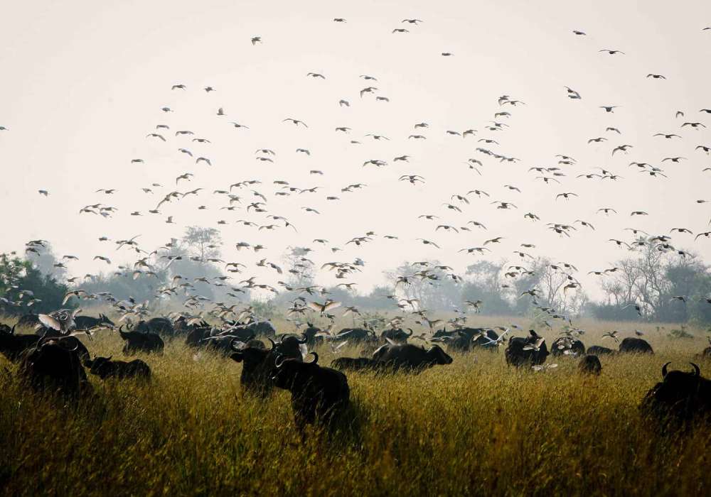 7 things to know about African Safari | Bushman Safaris