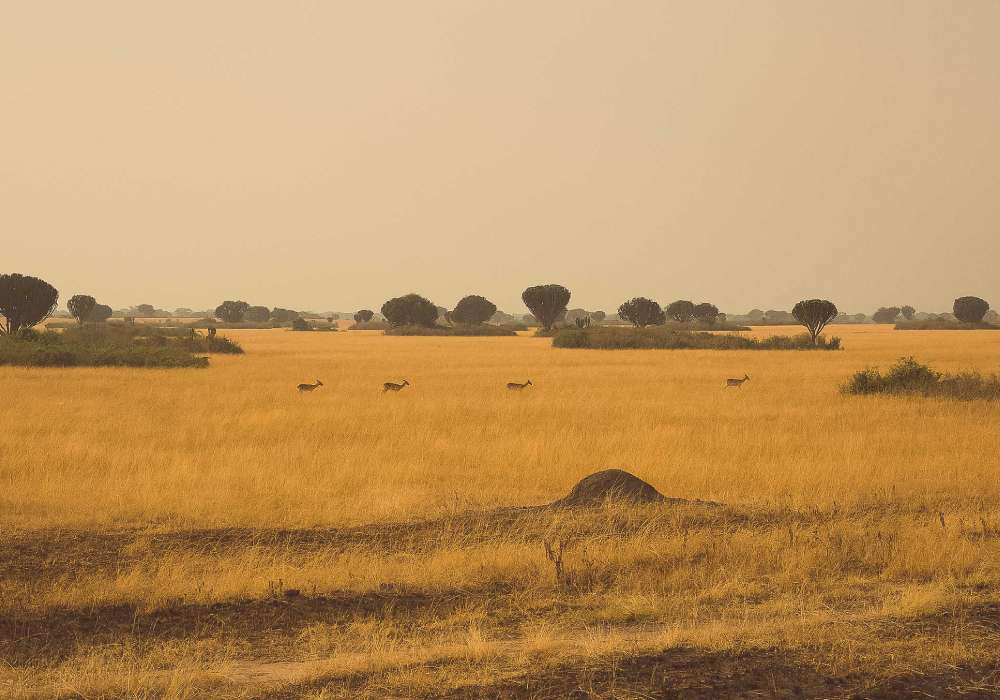 Best Safari Places in Africa | Bushman Safaris