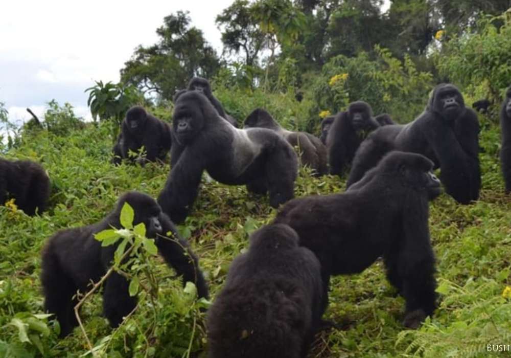 mountain gorilla trekking uganda