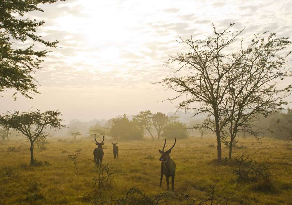 affordable uganda safaris