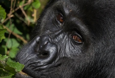 gorilla-portrait-bwindi-impenetrable-forest-260nw-1719126658_edit_14312574406669
