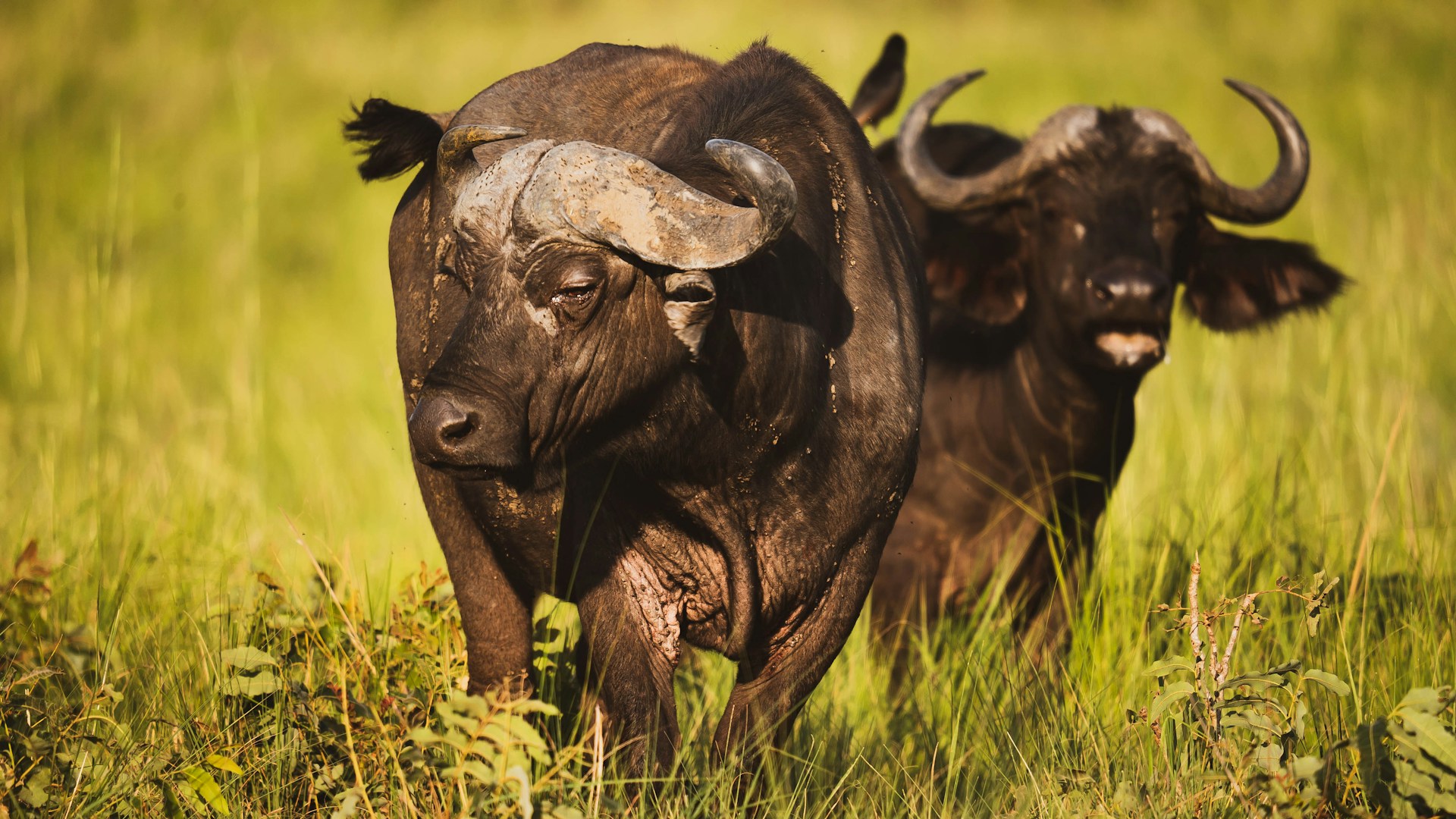 African Buffaloes