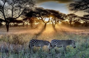 tanzania's serengeti national park