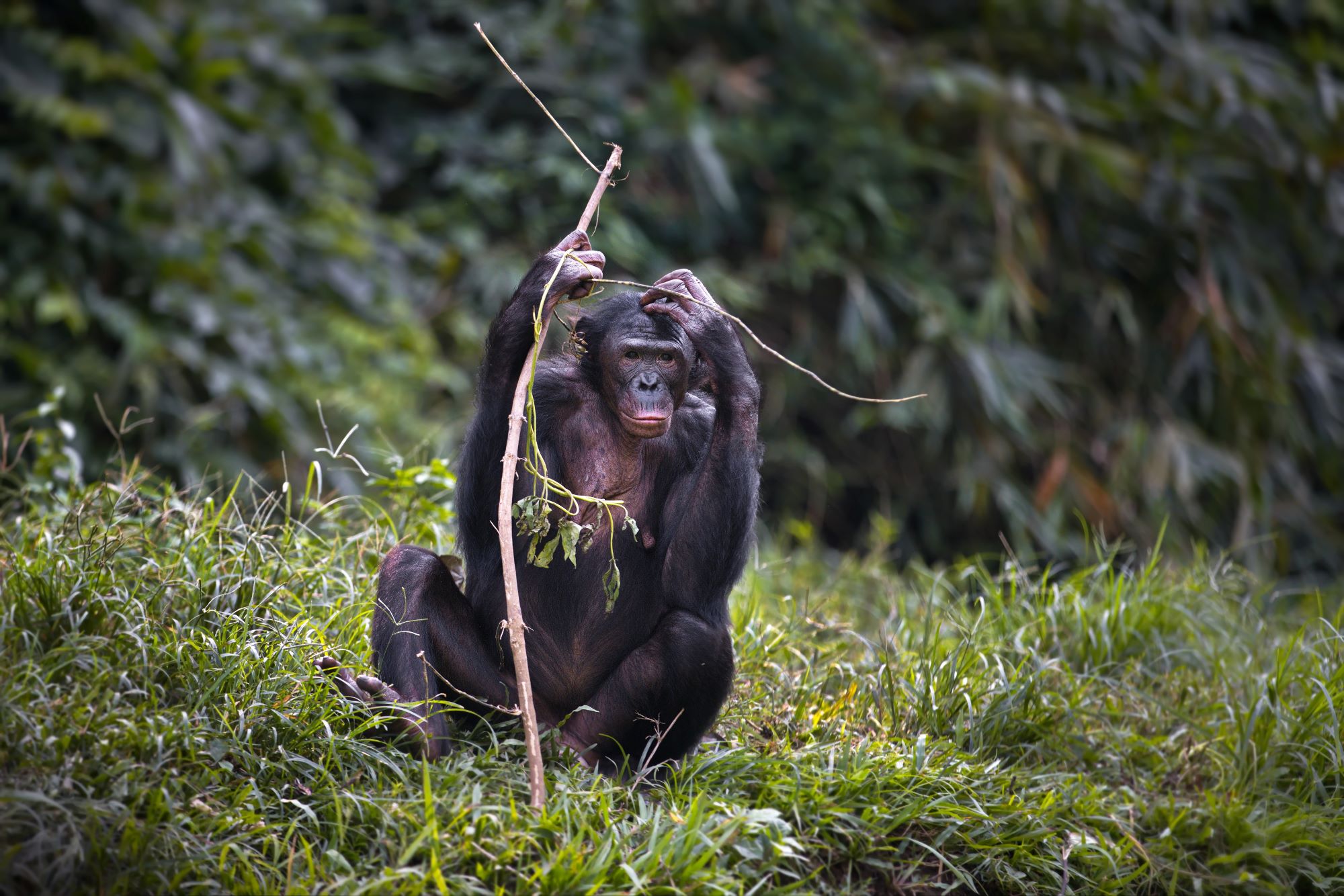 chimpanzee encounters