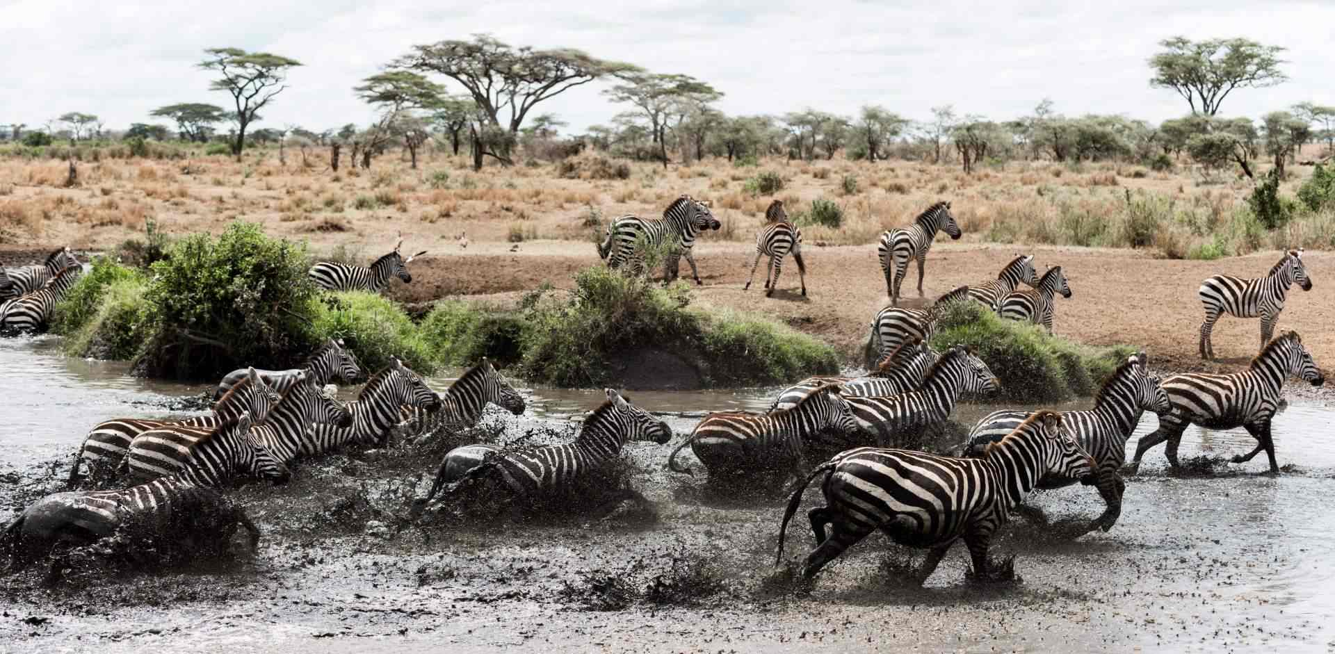 Mammal Migration